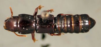 Media type: image;   Entomology 20234 Aspect: habitus dorsal view